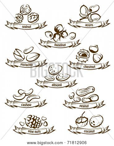 set of vector various nuts
