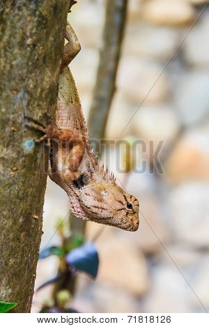 Closeup Yellow Crested Lizard