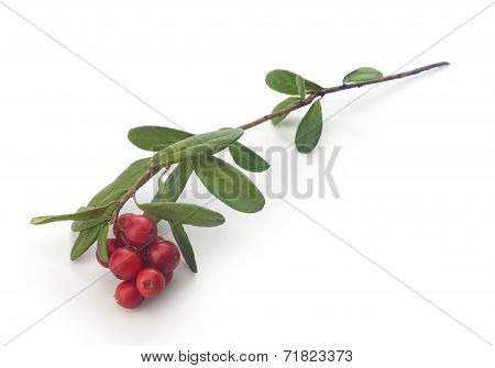 Cowberry