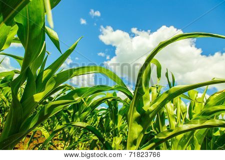 Corn Sprouts View From The Bottom