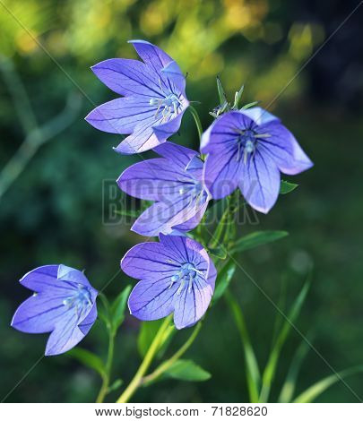 Balloon Flowers