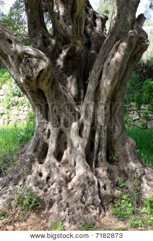 Árbol viejo