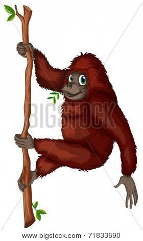 Illustration of an orangutan hanging on a vine