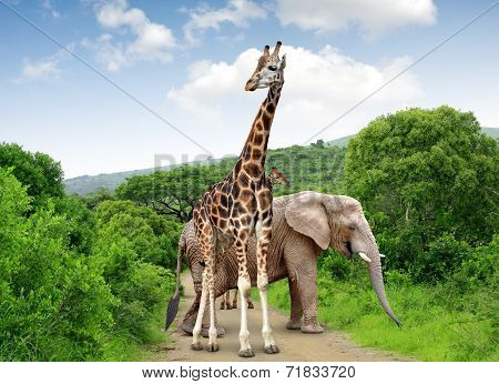 Giraffe and elephant