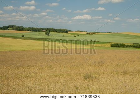 Multicolored Fields