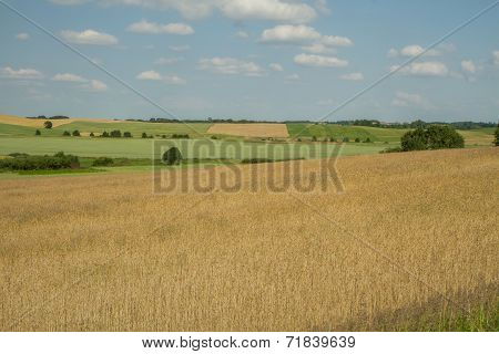 Cereal Fields