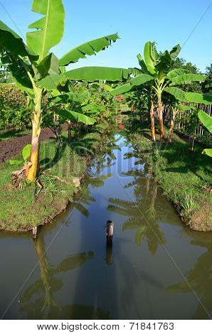Banana Tree