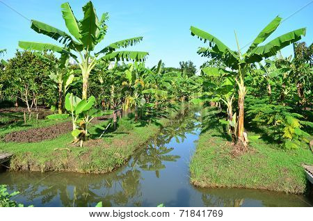 Banana Tree