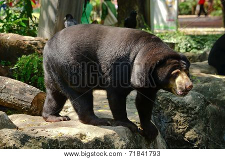 Malayan Sun Bear
