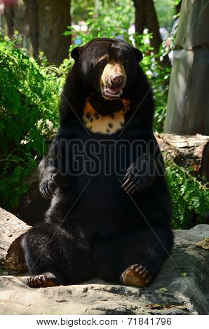 Malayan Sun Bear