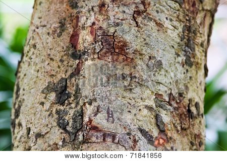 background of old tree trunk in closeup