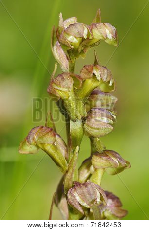 Frog Orchid