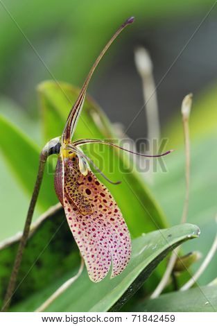 Twisted Restrepia Orchid
