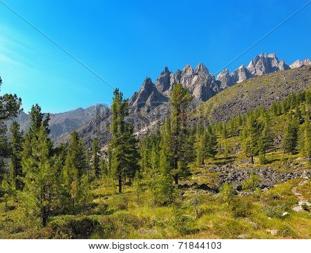 Alpine Woodlands