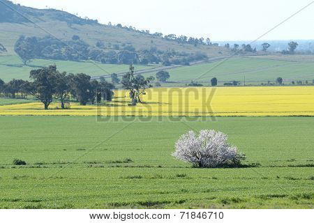 Cropping Beauty