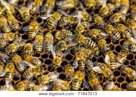 Working Bees