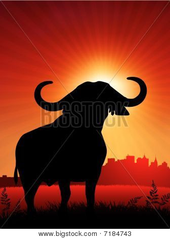 Touro no fundo por do sol com horizonte