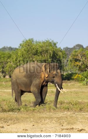 Un raro Tusker Yala