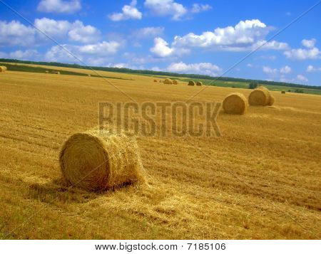 haymaking