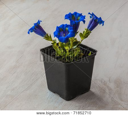 Gentian (gentiana Grandiflora)  Plant In A Flowering Pot