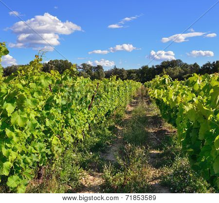 Vineyard