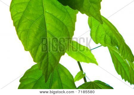 Hibisco