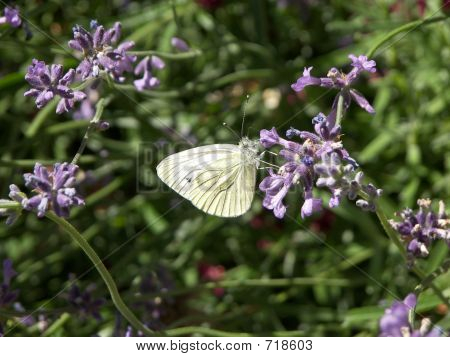 farfalla