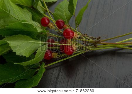 Stone Bramble