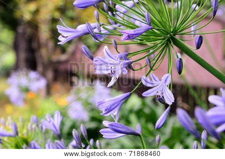 Agapanthus Flowers
