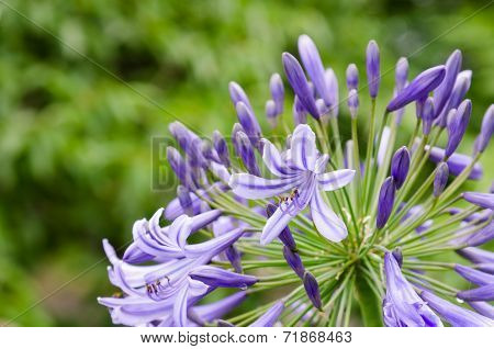 Agapanthus Flowers