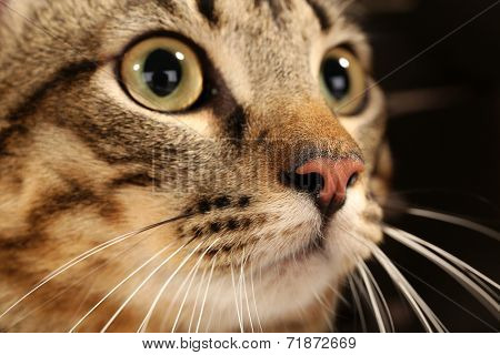 Grey cat's muzzle closeup