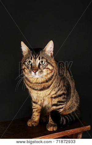 Grey cat on wooden stool on dark background