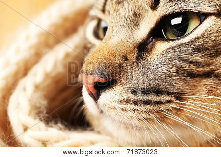 Grey cat's muzzle closeup