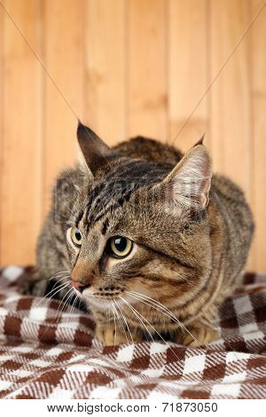Grey cat on blanket on wooden wall background