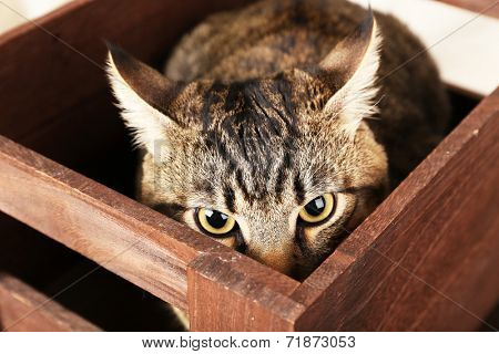 Grey cat in wooden box closeup