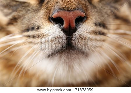 Grey cat's muzzle closeup