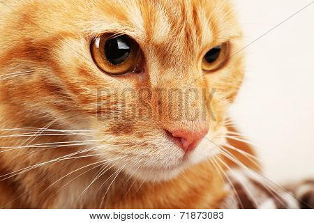 Red cat closeup