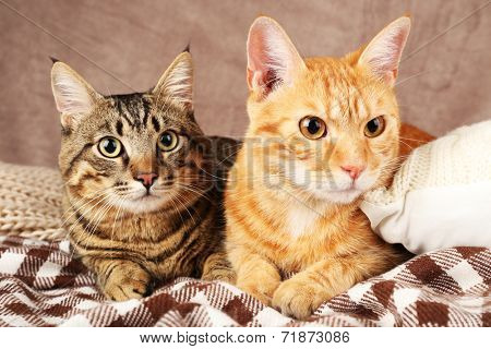 Two cats on blanket on brown wall background