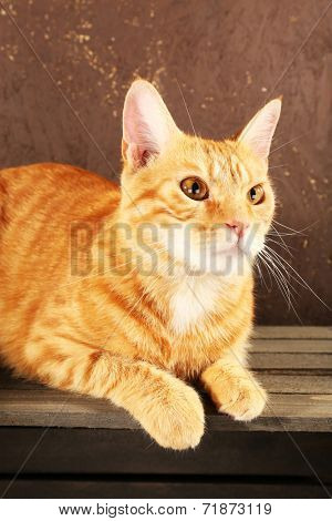 Red cat on wooden box on brown wall background