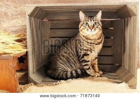 Grey cat in wooden box