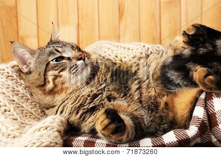Grey cat wrapped in knitted scarf on wooden wall background