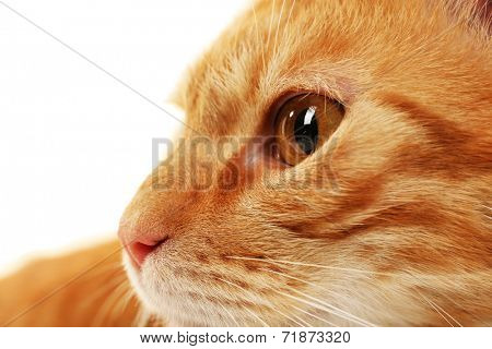 Red cat closeup