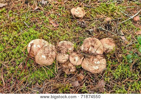 Sarcodon Imbricatus