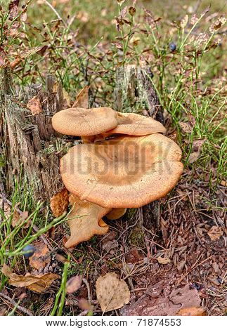 Paxillus Involutus