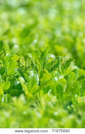 Laurel