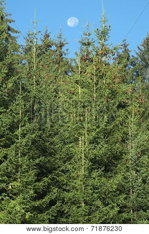 fullmoon between the tops of the fir forest, Serbia