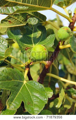 Young Figs Among The Green Leaves Of The Fig Tree
