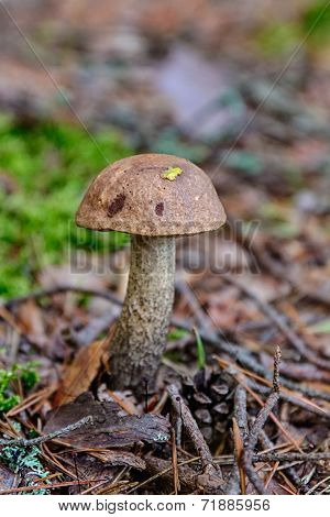 Brown Cap Boletus