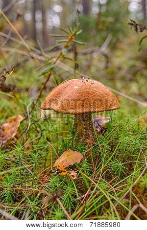 Leccinum Versipelle