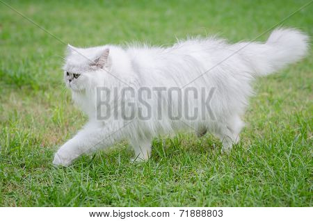 White Persian Cat Walking